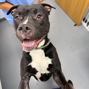 Phineas, Pit Bull Terrier / Mixed Breed, young, available for adoption