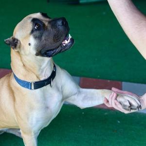 Daphne (B), Mastiff / Mixed Breed, adult, available for adoption