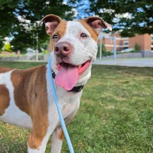 Pearl, Pit Bull Terrier / Mixed Breed, adult, available for adoption