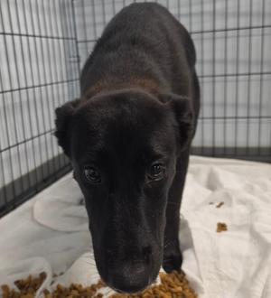 Bear, Shepherd / Husky, young, available for adoption