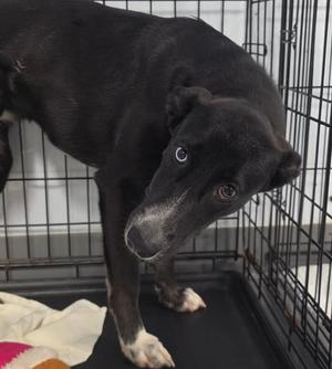 black dog standing in a cage
