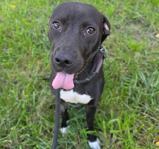 A black dog with a white chest and paws, wearing a collar and leash, sitting on grass with its tongue out.