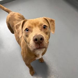 Pumpkin, Pit Bull Terrier / Mixed Breed, adult, available for adoption