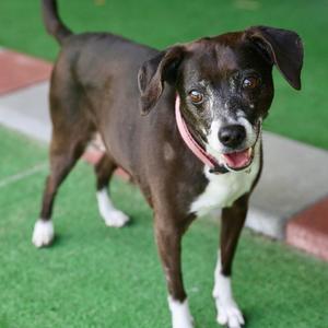 A brown and white dog with a pink collar standing on a green artificial turf surface.