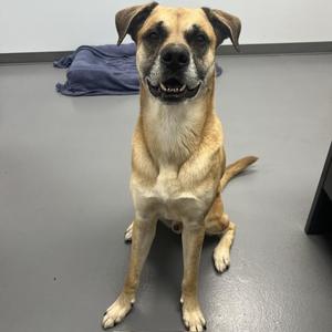 Chief, Mixed Breed / Boxer, adult, available for adoption