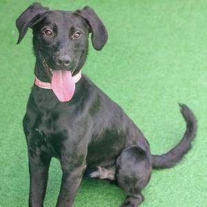 Gills, Black Labrador Retriever / Mixed Breed, young, available for adoption