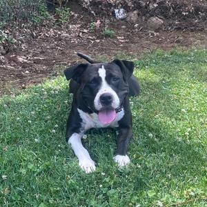 A black and white dog with a pink tongue sticking out, lying on a grassy area.