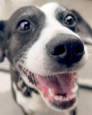 JoJo, Hound, senior, available for adoption