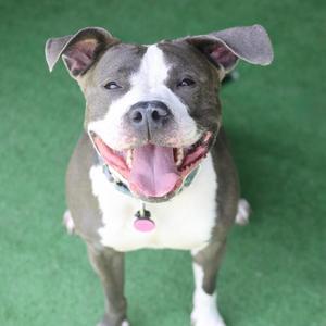A happy dog with a white and gray coat, standing on a green surface, with its mouth open and tongue out.