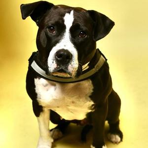 Queenie, Pit Bull Terrier / Mixed Breed, adult, available for adoption
