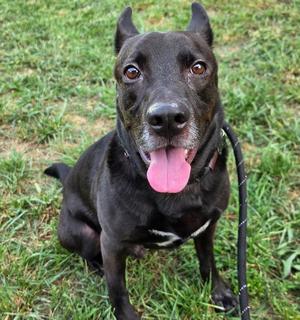 Lucky, Labrador Retriever / Mixed Breed, adult, available for adoption