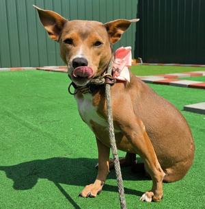 Angel, Pit Bull Terrier / Mixed Breed, young, available for adoption