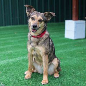 Fiddle, Hound / Mixed Breed, adult, available for adoption