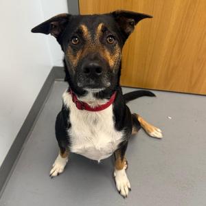 Chopper, Shepherd / Mixed Breed, adult, available for adoption