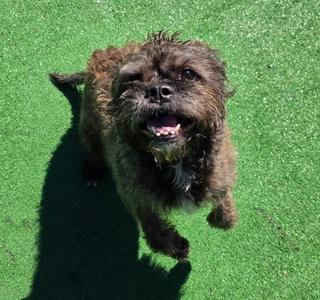 Lucy, Terrier / Mixed Breed, adult, available for adoption