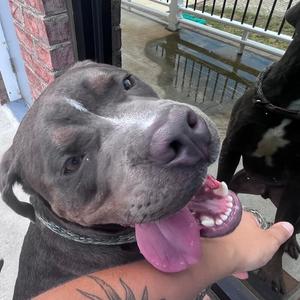 Andre, Pit Bull Terrier / Mixed Breed, young, available for adoption