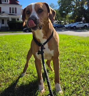 Bartholomew, Labrador Retriever / Mixed Breed, adult, available for adoption
