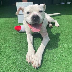 Sugar, Boxer / Pit Bull Terrier, senior, available for adoption