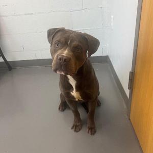 Andre, Pit Bull Terrier / Mixed Breed, young, available for adoption