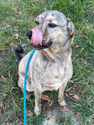 Barney, Hound / Mixed Breed, adult, available for adoption