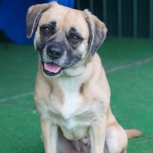 Cissy, Mixed Breed / Boxer, adult, available for adoption