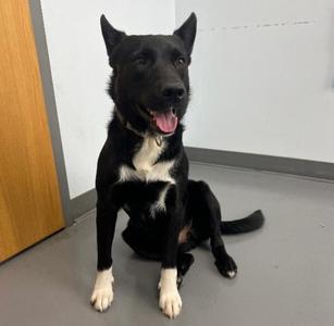 Rex, Australian Shepherd / Mixed Breed, adult, available for adoption