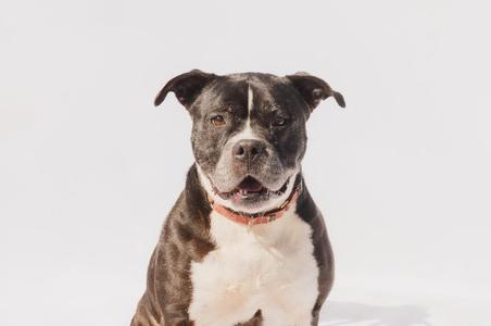 A brindle and white pit bull dog with its mouth slightly open and tongue visible, looking directly at the camera against a white background.