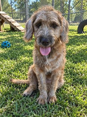 OLIVE, Golden Retriever / Poodle, puppy, available for adoption