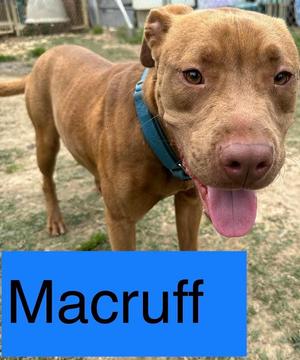 MACRUFF, American Bulldog, adult, available for adoption