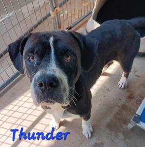 THUNDER, Bull Terrier, young, available for adoption