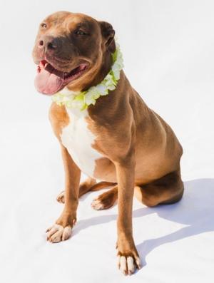A brown pit bull dog wearing a lei is sitting on a white background.
