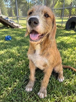 CHUBBS, Golden Retriever / Poodle, puppy, available for adoption