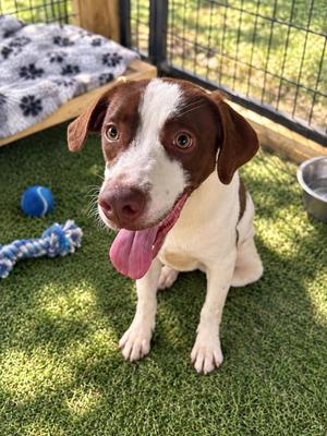 RUSTY, Hound, young, available for adoption