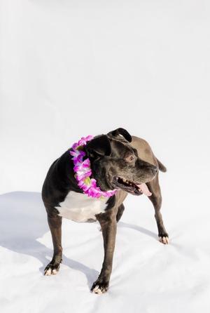 A dark-colored dog with a white chest wearing a lei of purple and pink flowers stands against a white background.