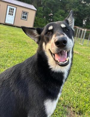 BUDDY, Husky / Shepherd, young, available for adoption