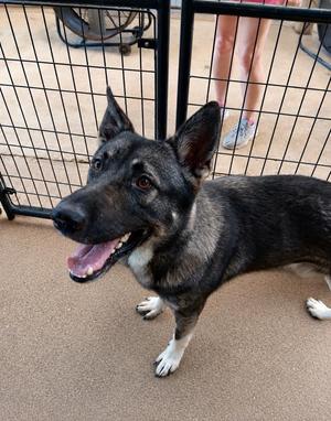 MAUI, Shepherd, young, available for adoption