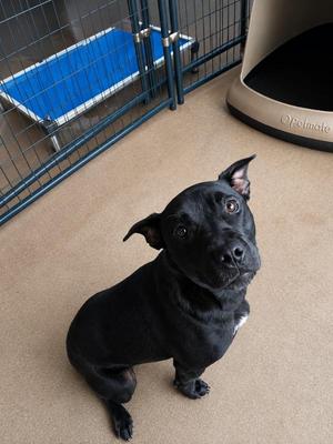 BELLA ANNE, Bull Terrier, young, available for adoption