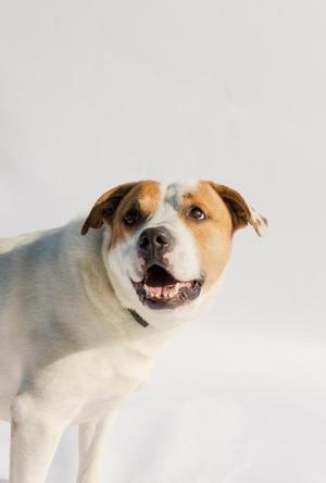 A medium-sized dog with white and tan fur, panting with its mouth open and tongue visible, against a plain white background.