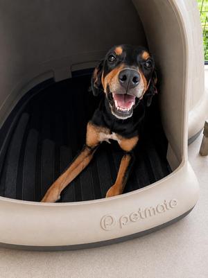 ROSCOE, Hound, young, available for adoption