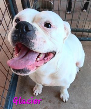 GLACIER, English Bulldog, young, available for adoption