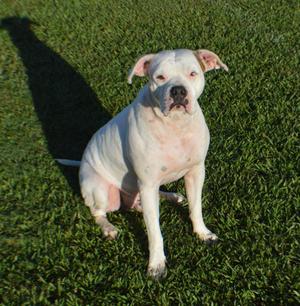 POLAR, Bull Terrier, young, available for adoption