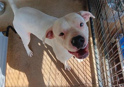 POLAR, Bull Terrier, young, available for adoption