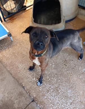 JOJO, American Bulldog / Hound, young, available for adoption