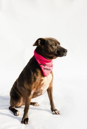 A brown dog wearing a pink bandana, sitting in the snow.