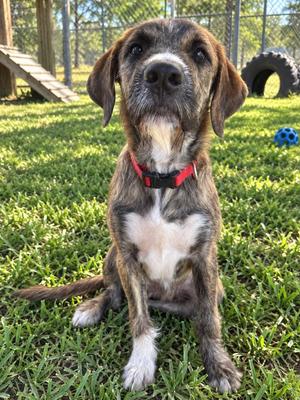 BLUTO, Golden Retriever / Poodle, puppy, available for adoption