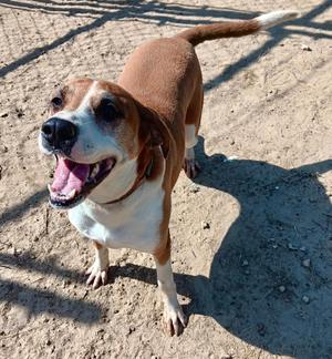 LADY, Hound, adult, available for adoption