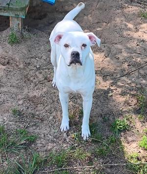 A white dog with dark eyes and pink ears stands on dirt and grass.