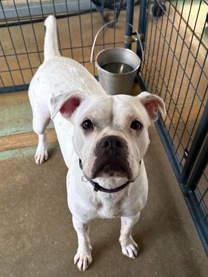 SKY, English Bulldog, young, available for adoption