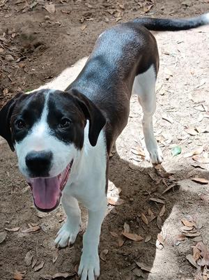 WILLOW, Pointer, puppy, available for adoption