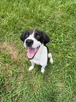 WILLOW, Pointer, puppy, available for adoption